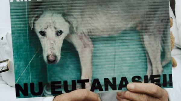 camera deputatilor legea eutanasierii maidanezilor adoptata pe articole