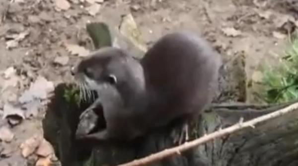 o vidra face jonglerii cu piatra preferata video