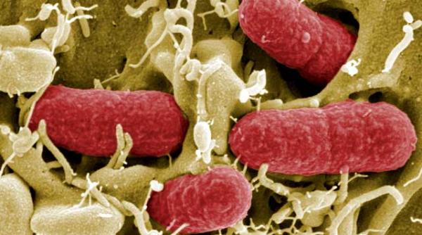bacteria care ataca europa este necunoscuta