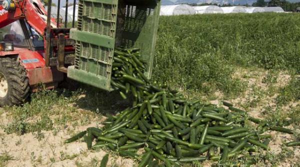 e coli nu iarta pe nimeni