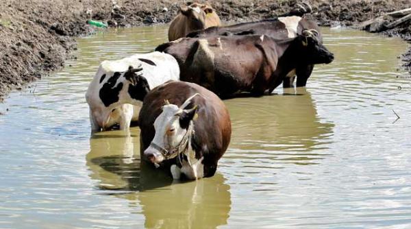 prognoza meteo cald averse si furtuni anm despre vara lui 2011