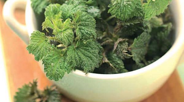 sangerarile nazale si urzicile