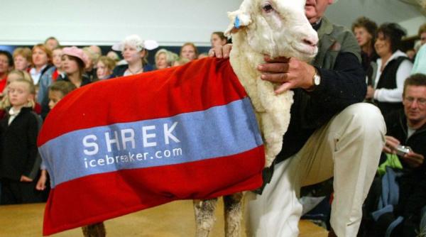 a murit oaia vedeta a noii zeelande