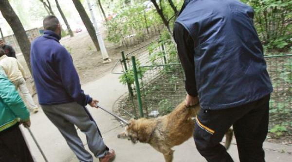 legea privind eutanasierea maidanezilor retrimisa la comisie