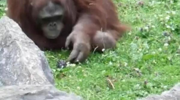 un urangutan mangaie un pui de porumbel salvat dintre pietre video