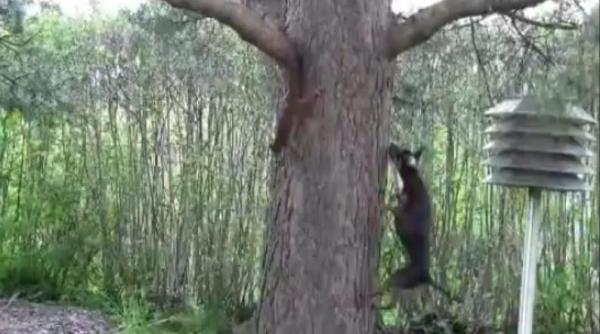 o veverita face glume pe seama unui caine agitat video