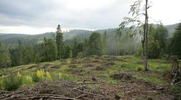padurile lasate de deputatii pdl si udmr prada gateristilor