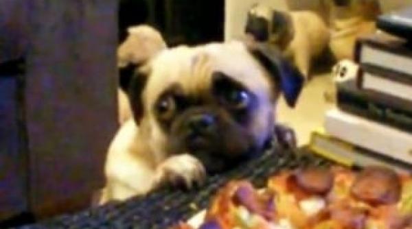 cainii au puteri telepatice in relatia cu oamenii