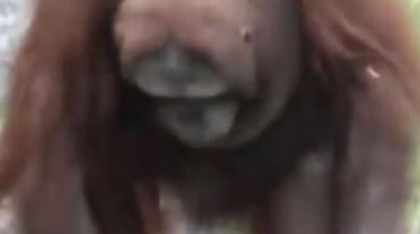 un urangutan a salvat un pui de la inec video