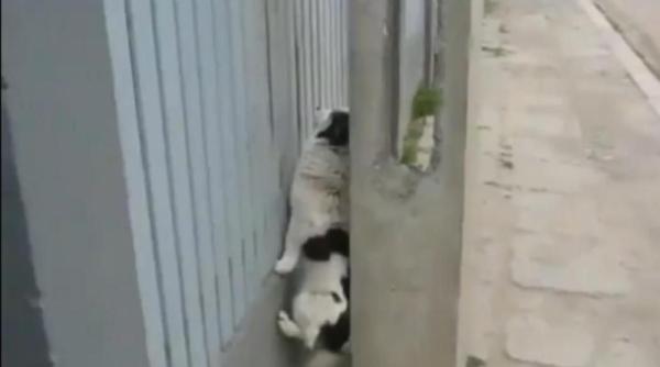 un caine da lectii de strategia saritului peste gard video