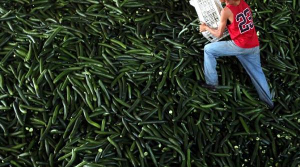 ue deblocheaza banii pentru producatorii afectati de isteria e coli