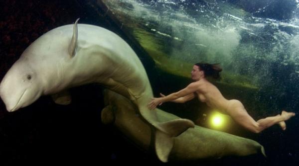 experiment controversat o rusoaica inoata dezbracata in apele arctice alaturi de balenele albe