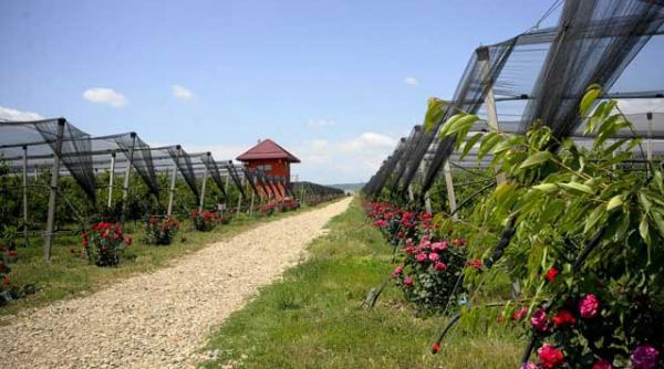 ciresele gigantice ale pacatului povestea italianului care a facut contract cu dumnezeu pe 100 de ani in romania