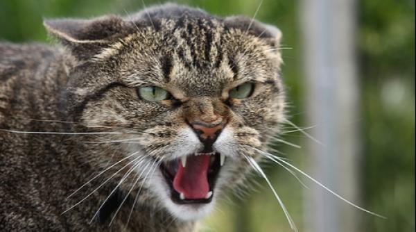 daca n ai caine ia ti o pisica latra la fel