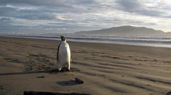 cel mai singuratic pinguin din lume imperialul din antarctica a ratacit pe o plaja din noua zeelanda