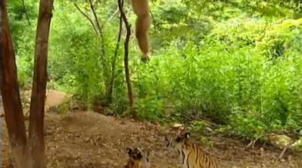 distractie in jungla vezi ce patesc doi tigrisori cu un gibon