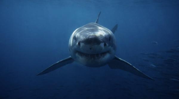 hraneste un rechin alb ca pe un caine vezi dovada ca aceste animale pot fi prietenoase