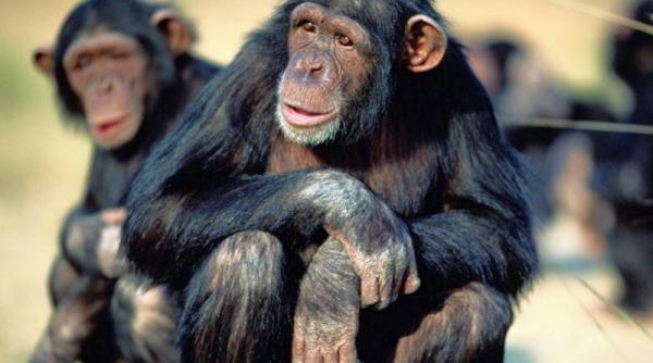 invidia intre frati incredibil de amuzanta intr o familie de maimute video