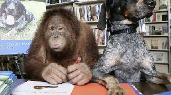 poveste de dragoste intre un urangutan si un ogar