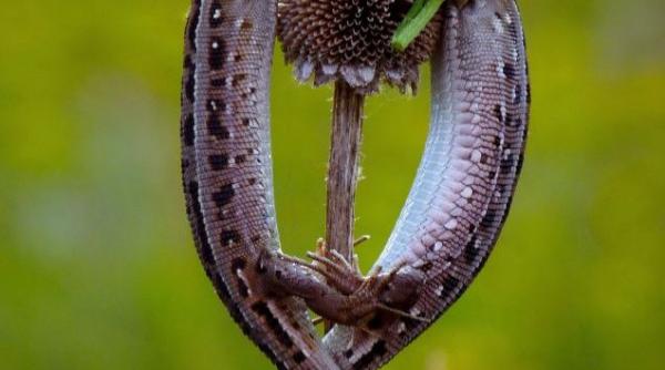 un guster si a cerut soparla in casatorie cu un buchet de flori