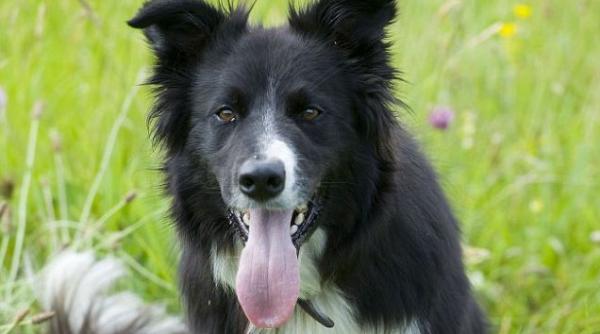 ilaritatea intruchipata un caine de stana fuge de mama focului de oi video