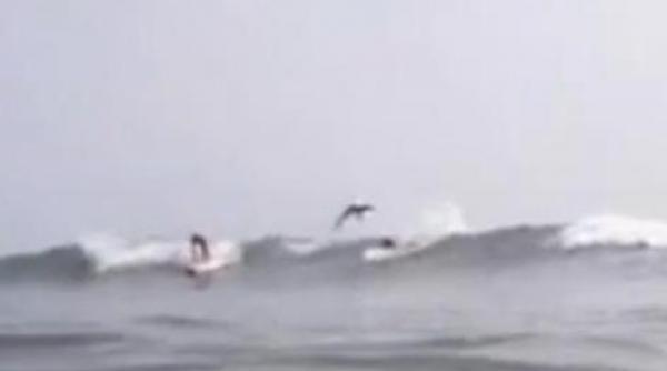 video incredibil momentul in care un rechin sare peste un surfer