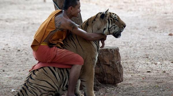 calaretul de tigri un calugar budist se urca pe spatele unei tigroaice