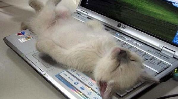 slava somnului cele mai amuzante momente cu animale adormind in doi timpi si trei miscari