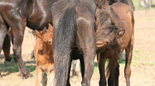 veterinarul care a facut publica situatia cailor din letea reclamat la comisia de deontologie