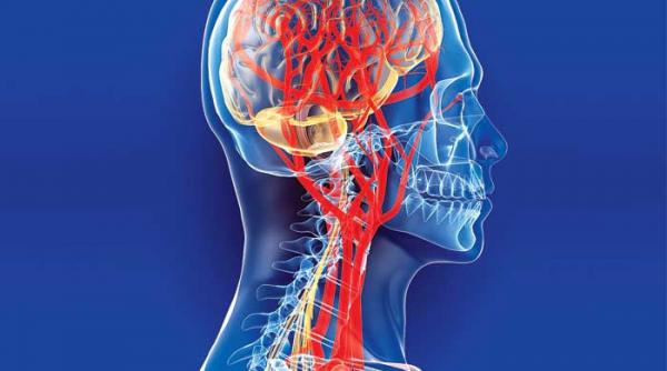 creierul are propriul sistem de securitate