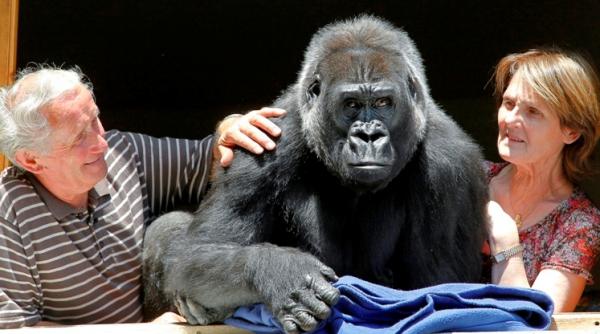 doi francezi cresc o gorila ca pe propriul copil