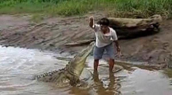un costarican hraneste crocodilii din mana ca pe catei vezi video