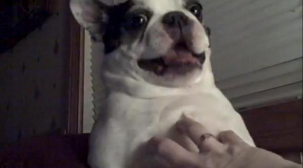 acestui caine chiar ii place sa fie gadilat vezi ce reactie amuzanta are