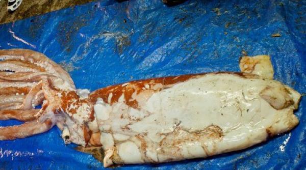 calmar gigant descoperit in florida