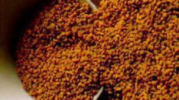 raspandirea e coli in europa provocata de seminte importate din egipt