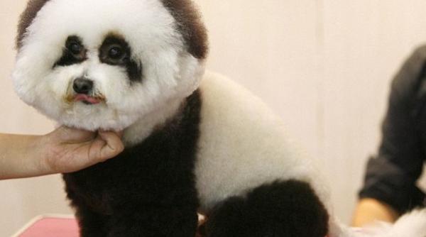 vrei un pui de panda ia ti un pudel si du l la chinezi ti l transforma ei in urs