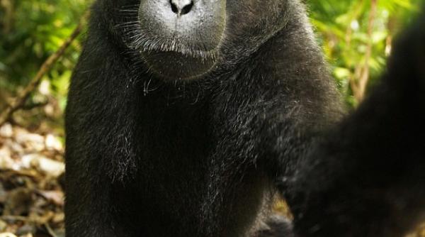 macacul zambaret maimuta care a furat aparatul foto pentru a si face autoportretul
