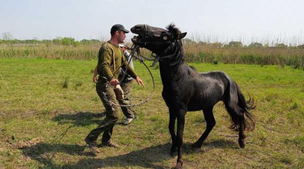 i au desfiintat cabinetul veterinarului care a salvat caii din letea