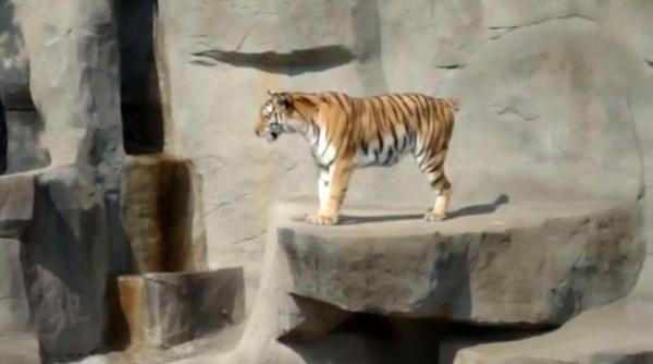 un tigru fioros se sperie de o vrabiuta video