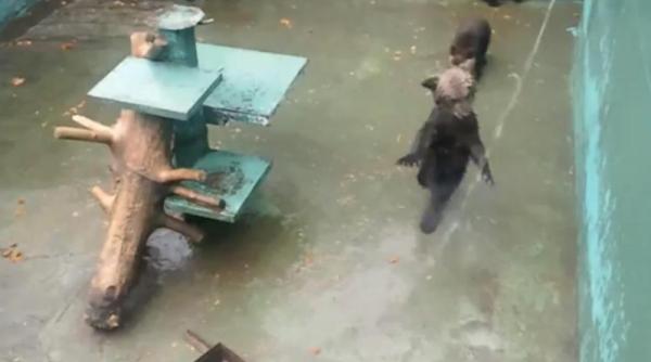 un ursulet se comporta ca un caine alergand dupa un jet de apa