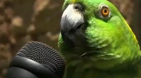 groucho papagalul cantaret care a uimit lumea cu talentul sau muzical