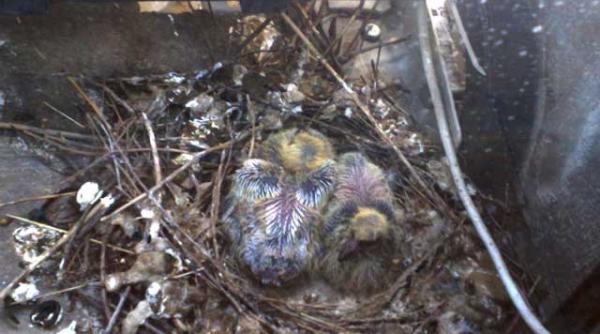 presa scrisa nu numai ca n a murit ba mai mult face si pui