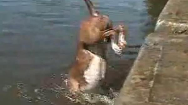 un catel perseverent acrobat intr o apa de 30 de centimetri adancime video