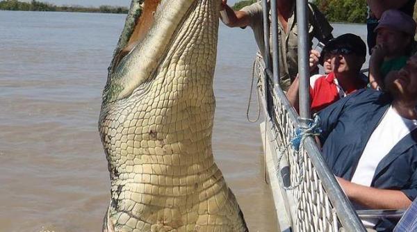 ce faci cand langa tine topaie un crocodil urias fotografii