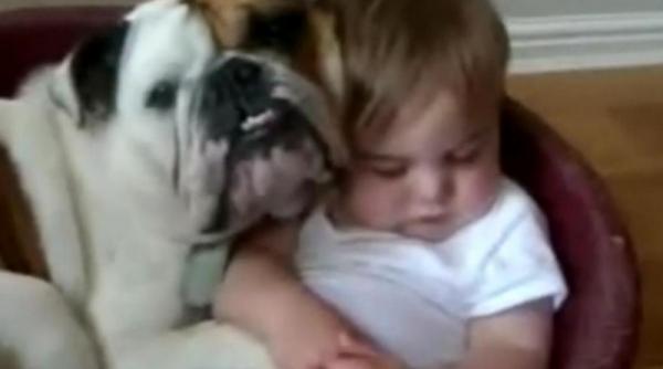 un bulldog si un copil impart un cos de dormit video