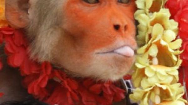 un indian si a insurat maimuta fumatoare foto