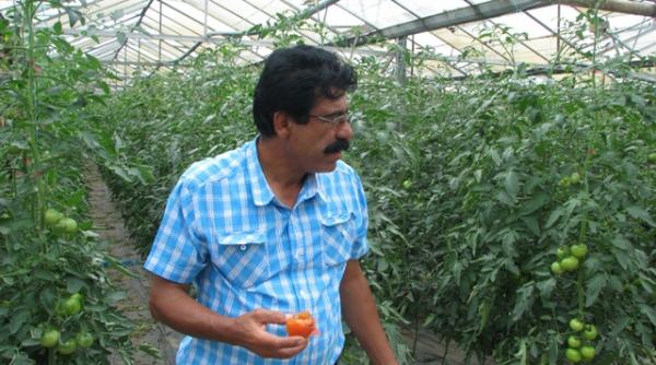 ce mananca romanii iarba iarba cultivam