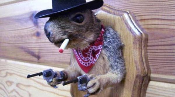 impaierea animalelor poate avea rezultate surprinzatoare vezi cele mai comice capodopere