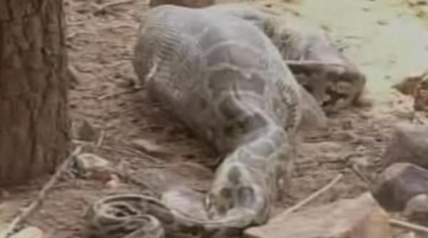 un piton a inghitit un cerb intreg