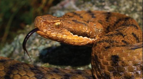 viperele ataca din cauza caniculei
